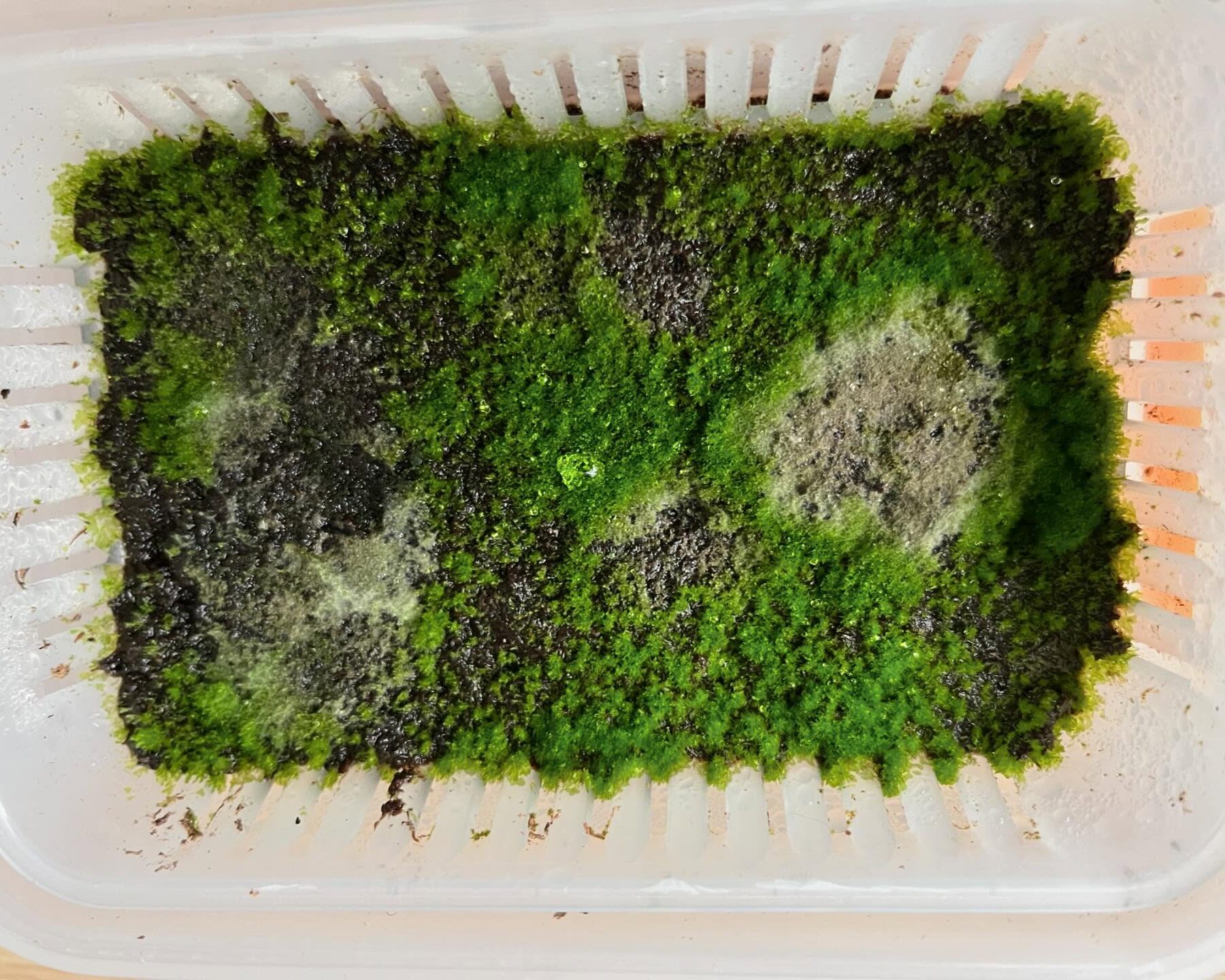 ビカクシダ胞子培養でカビが生えた容器