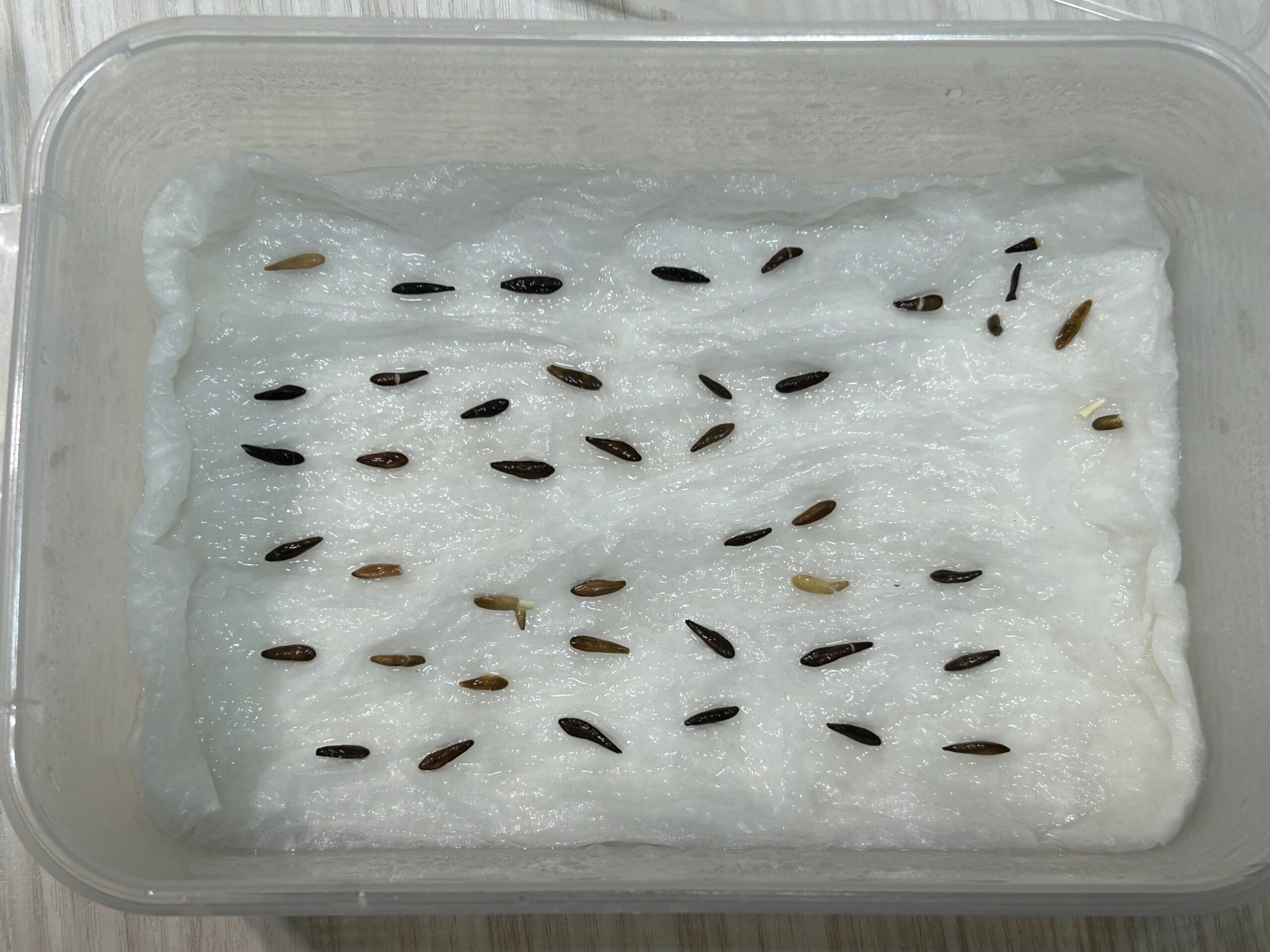 アンボンゲンセ種子1回目