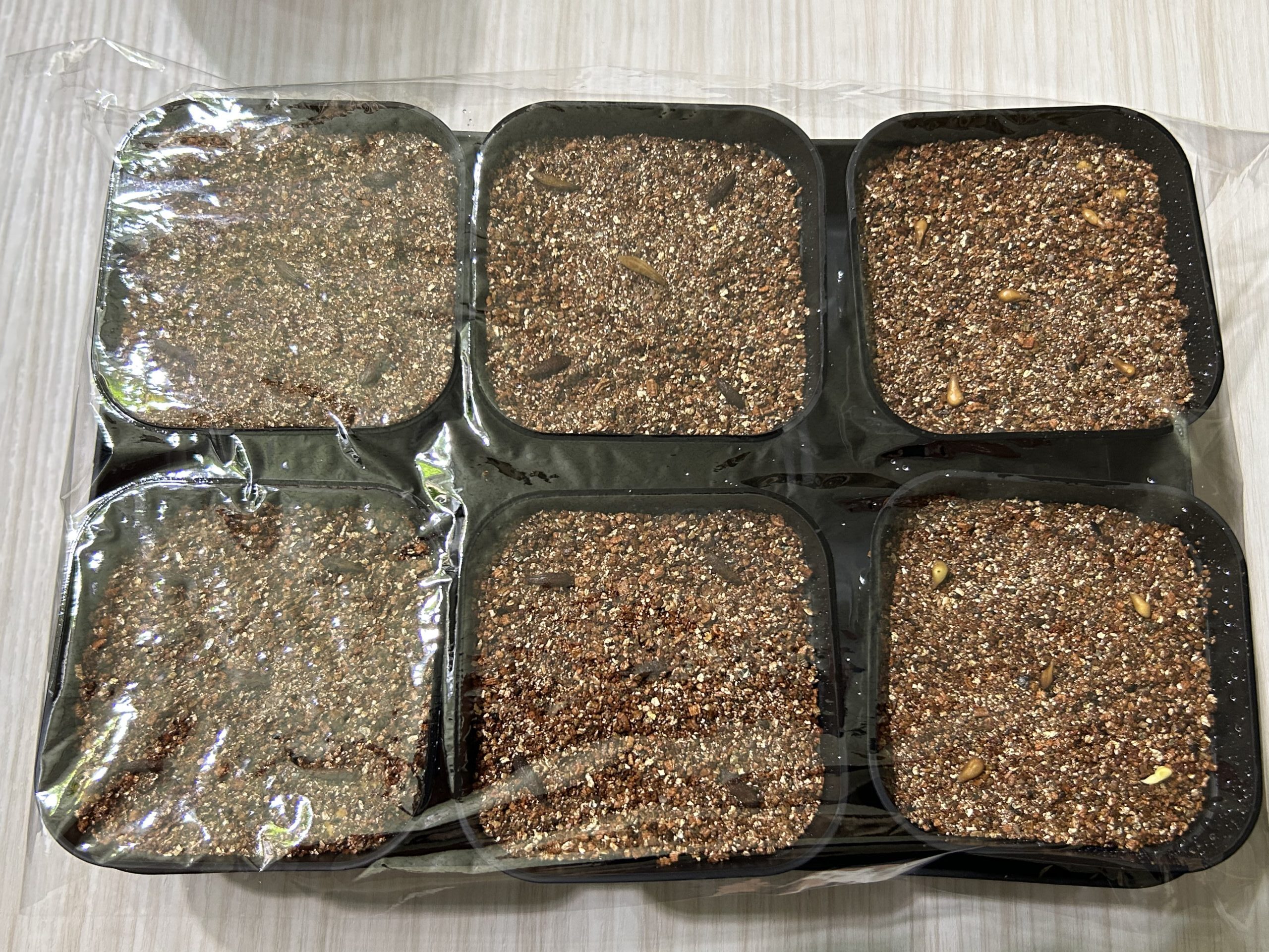 アンボンゲンセ播種3回目