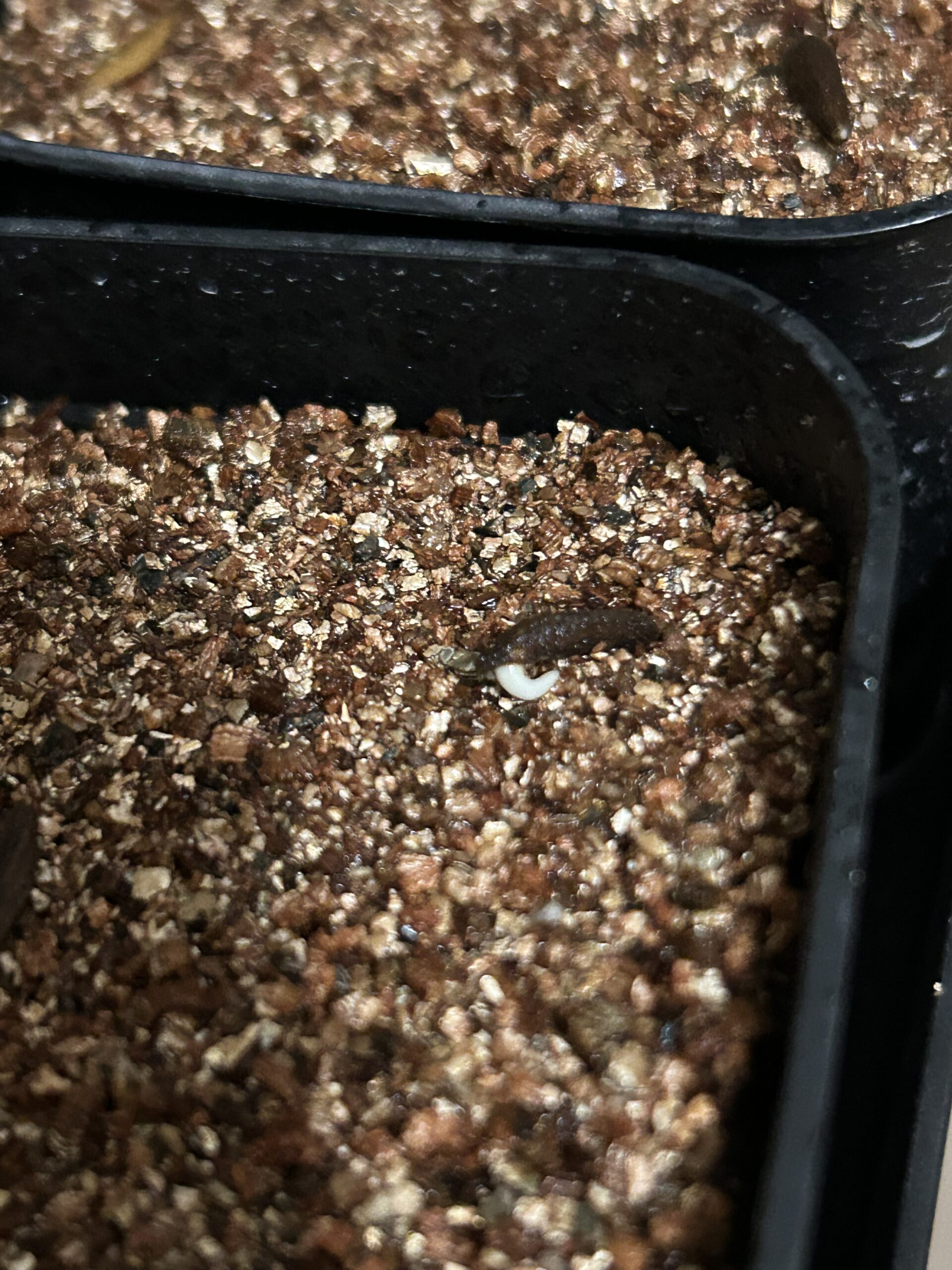 アンボンゲンセ発芽１