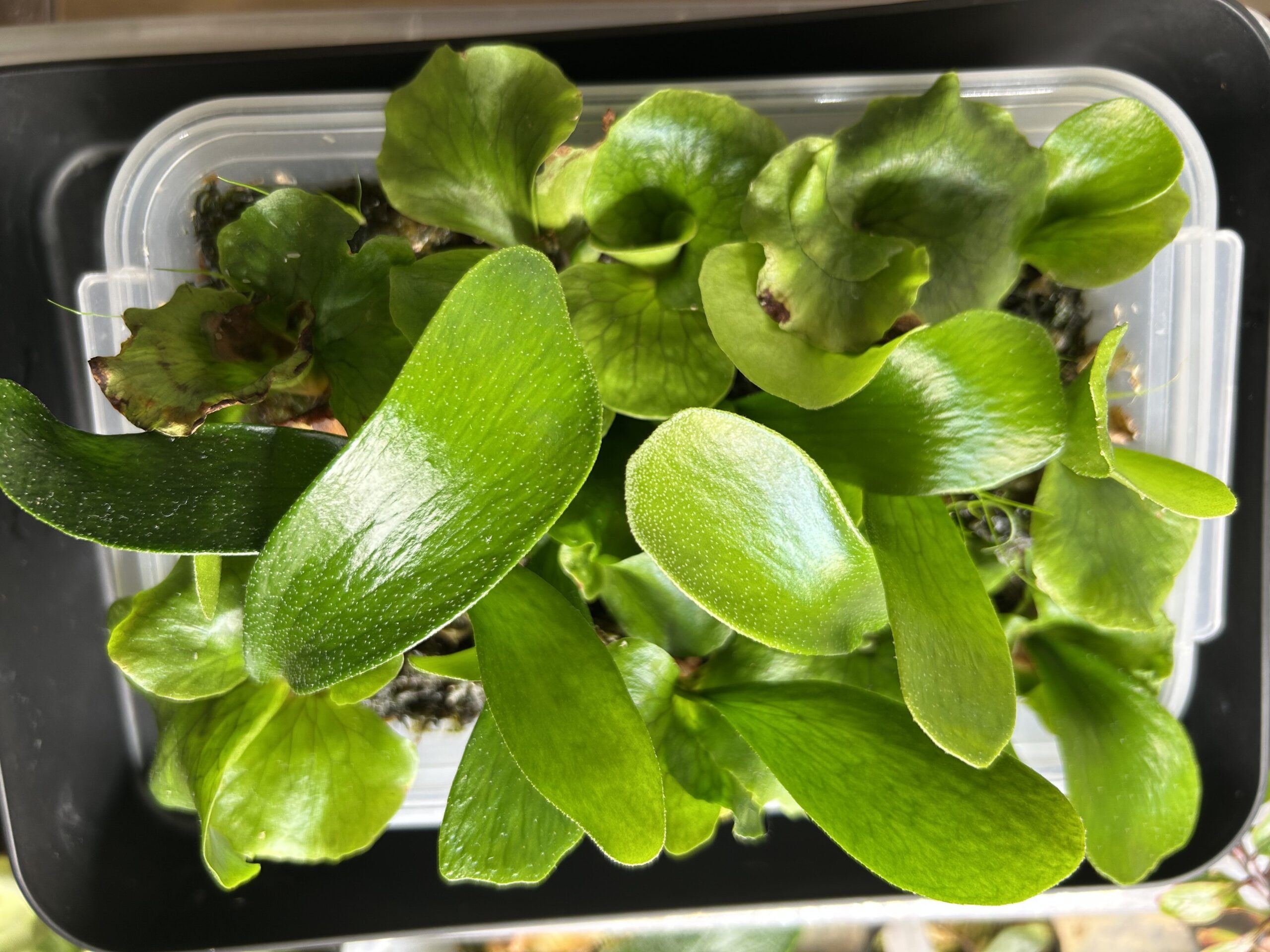 ビカクシダ胞子培養の容器