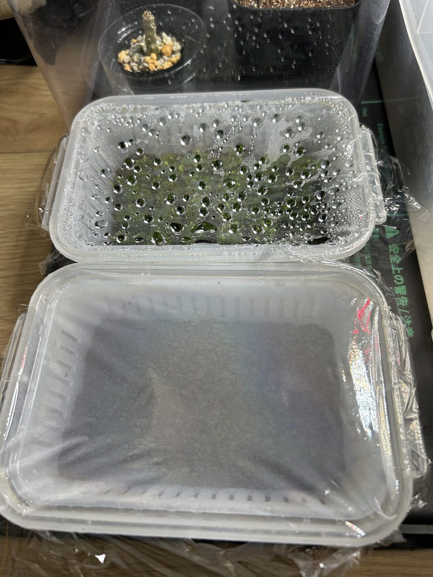 ビカクシダ胞子培養