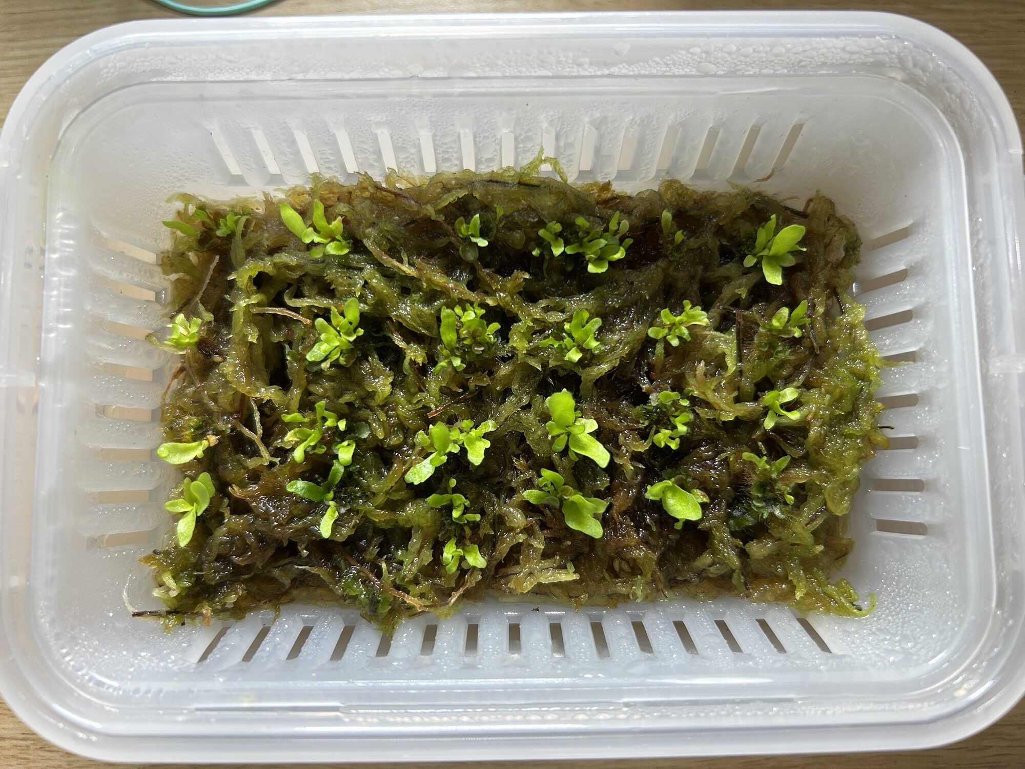 水苔