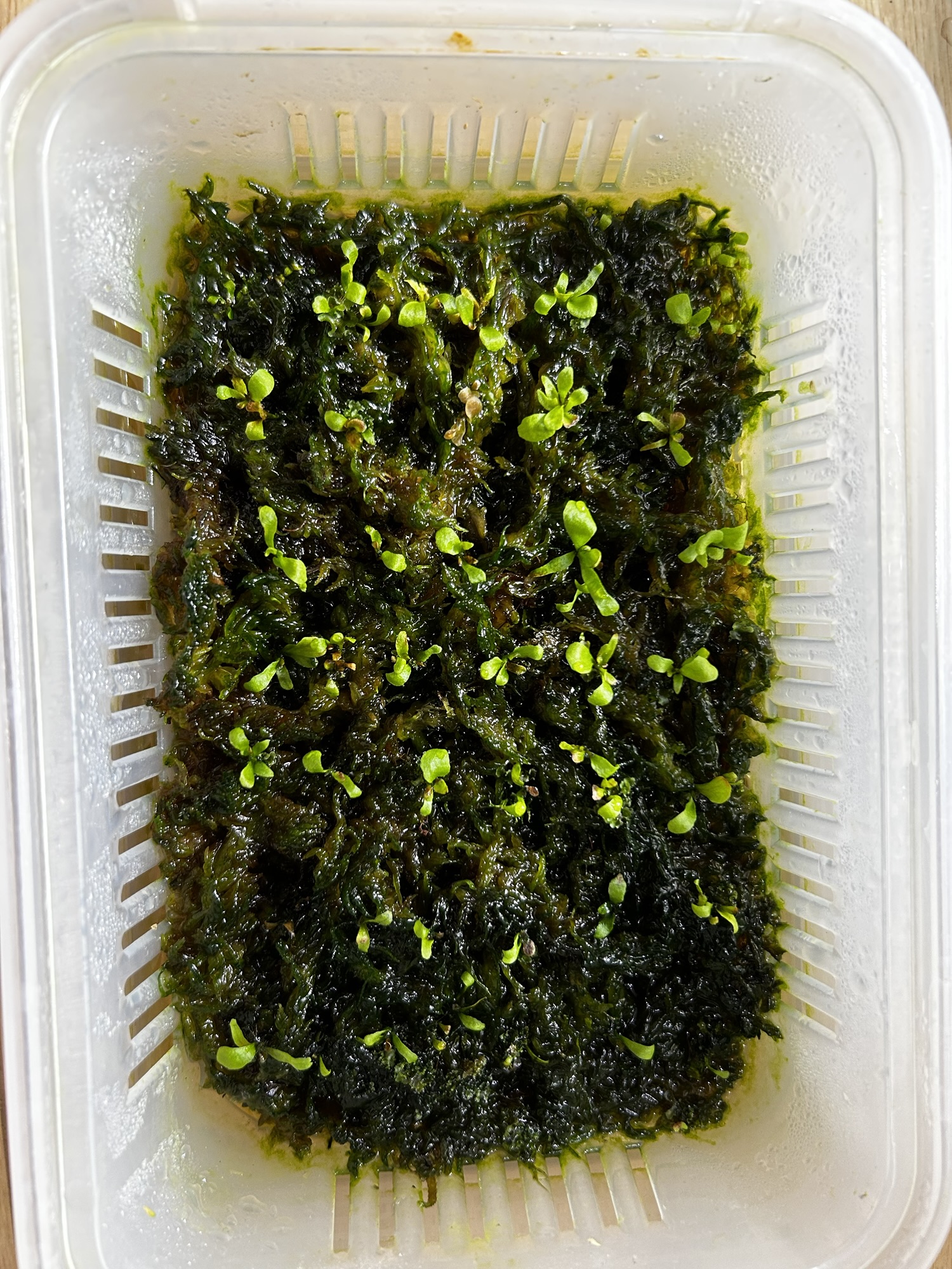 水苔液肥あり