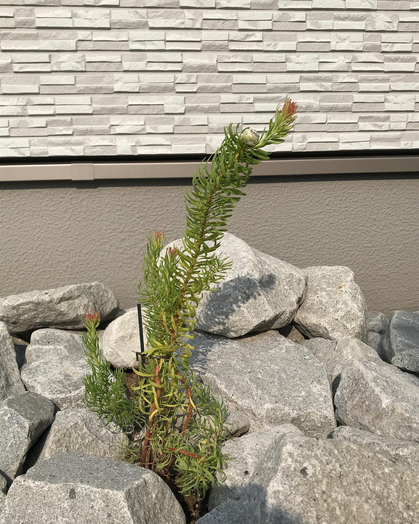 2022年7月リューカデンドロン・ジェイドパール