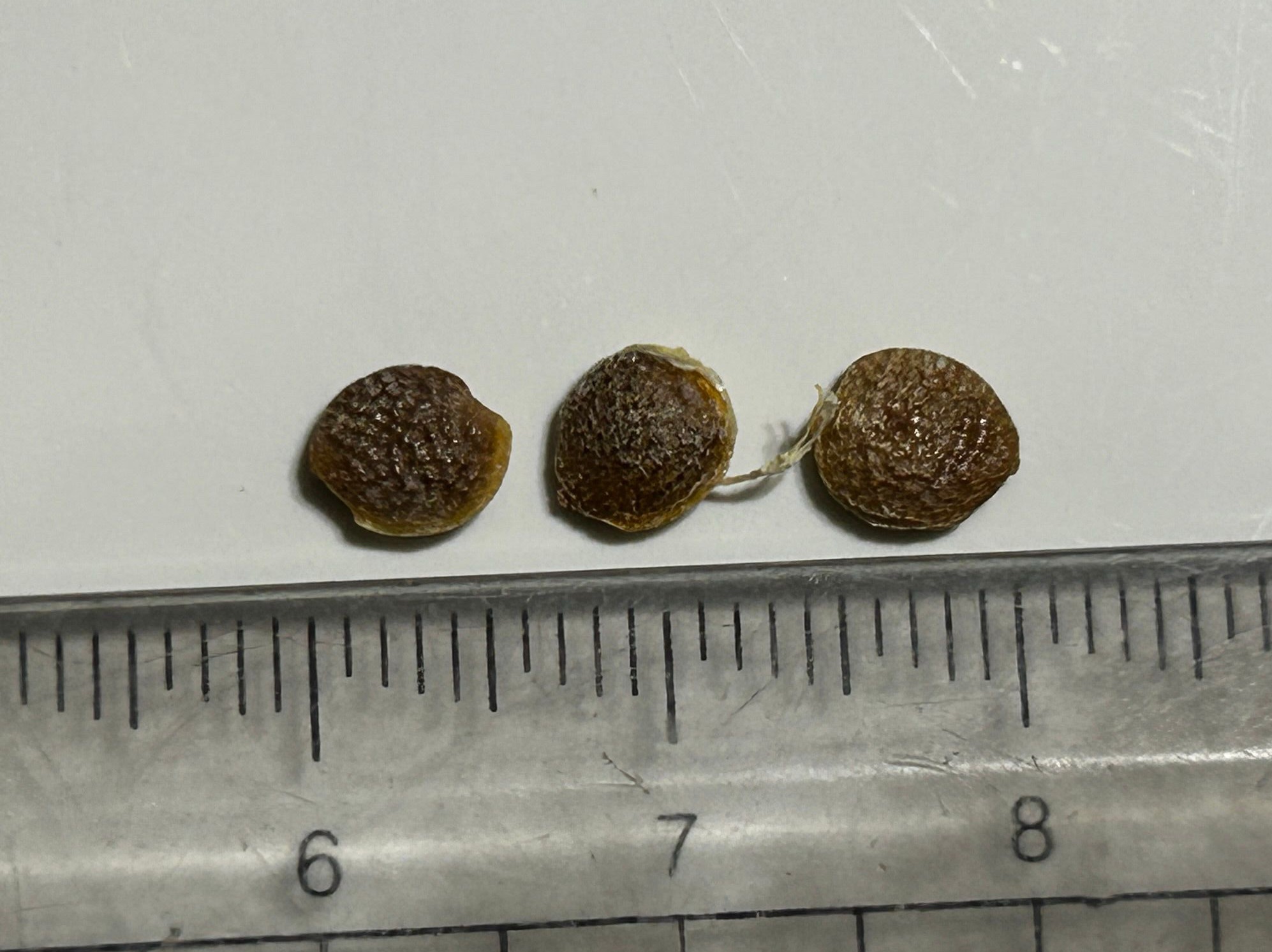 3回目に購入したアデニア・ペチュエリーの種子