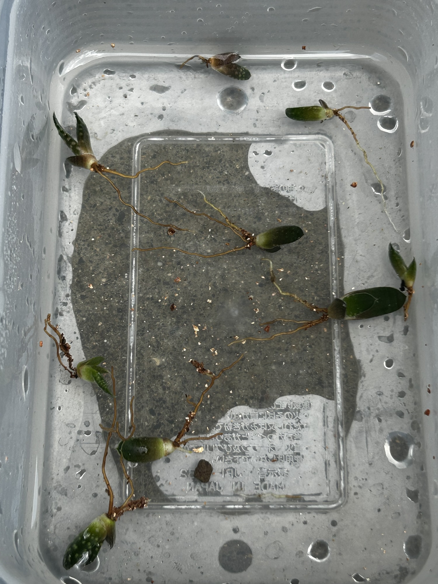 2026年8月30日ハオルチア・マルガリティフェラ(Tulista pumila)の実生育成、植え替え時の根の様子