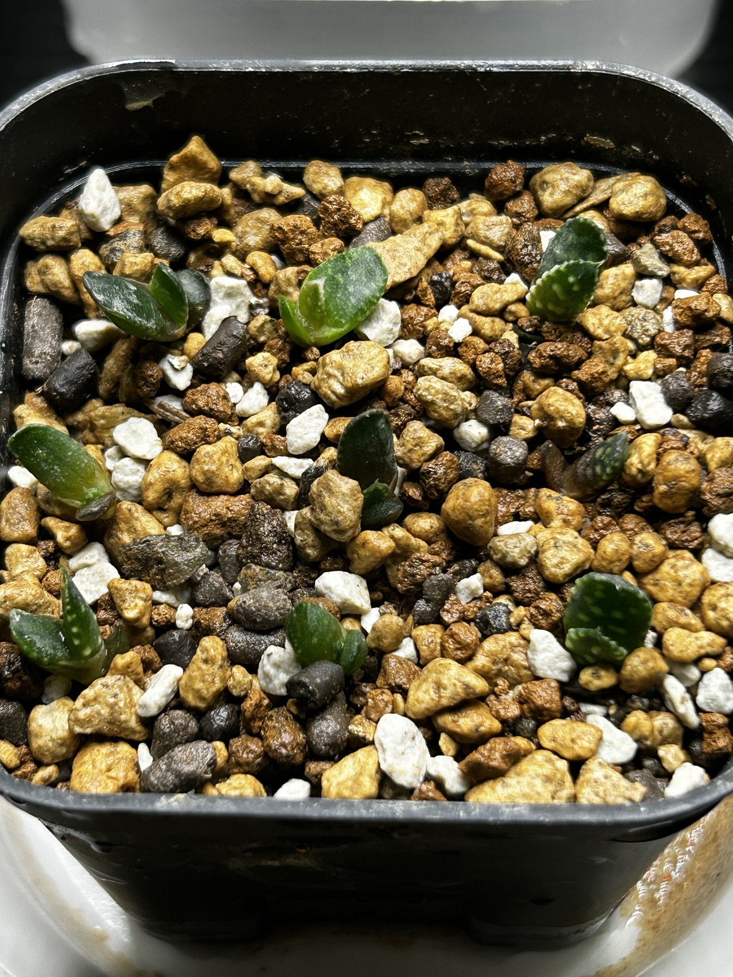 2026年8月30日ハオルチア・マルガリティフェラ(Tulista pumila)の実生育成、植え替え後