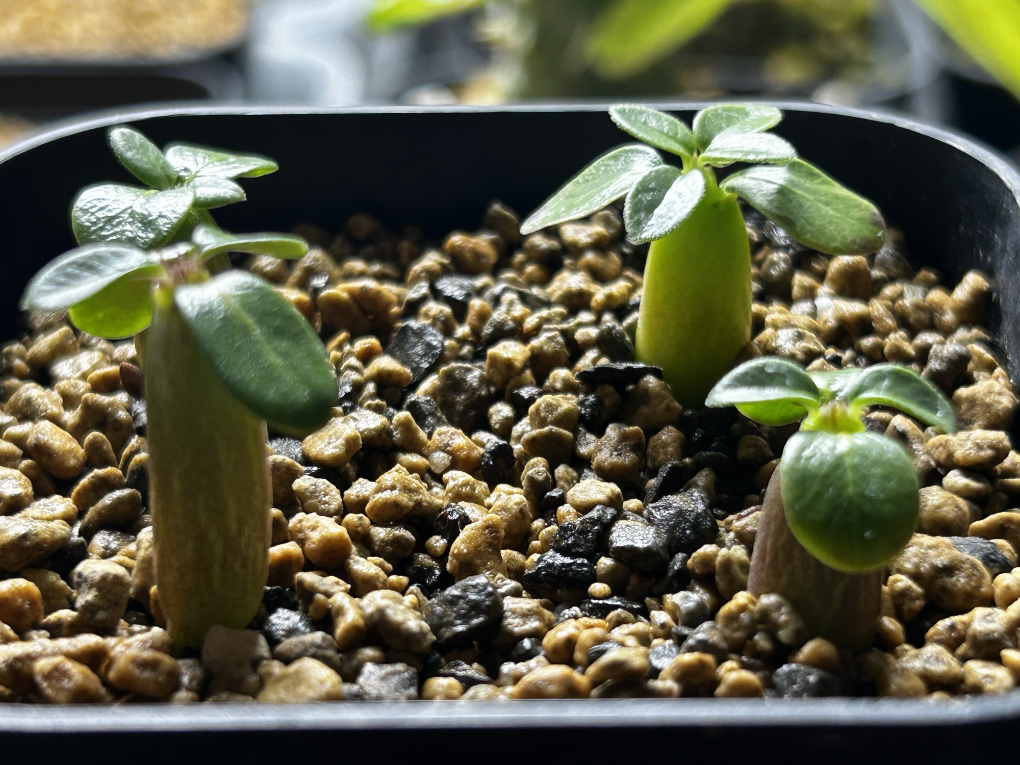 2026年10月23日のパキポディウム・ウィンゾリー実生の拡大